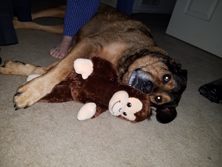 Cooper, a Great Pyrenees and Rottweiler mix tested with EmbarkVet.com