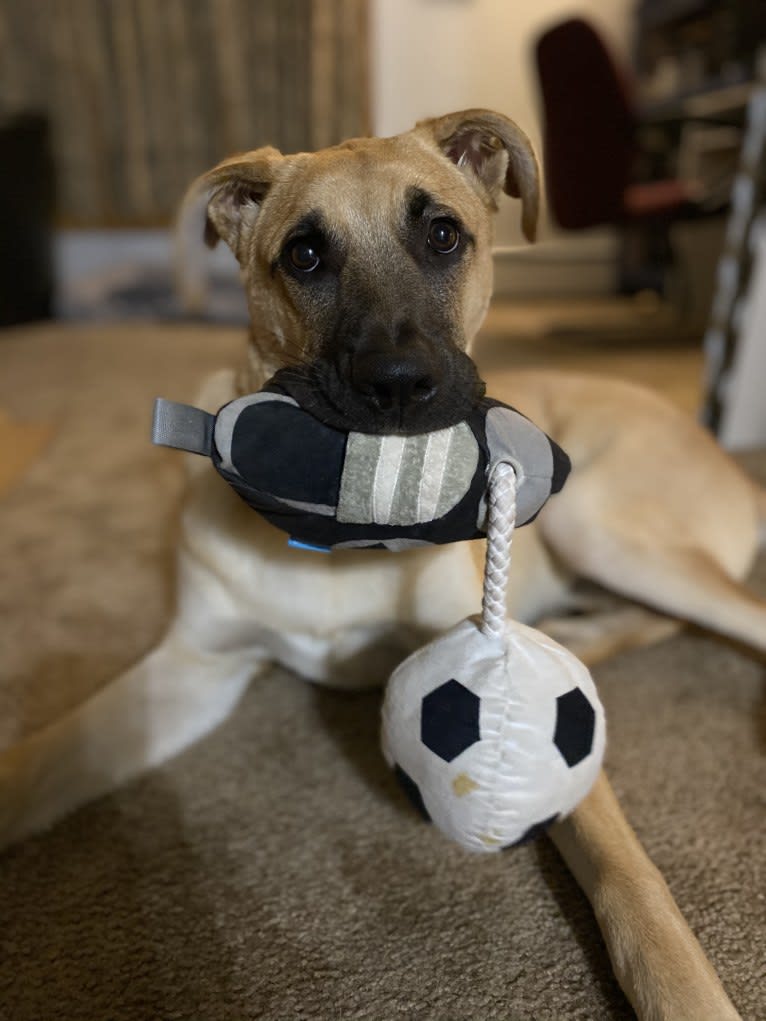 Link, a German Shepherd Dog and Boxer mix tested with EmbarkVet.com