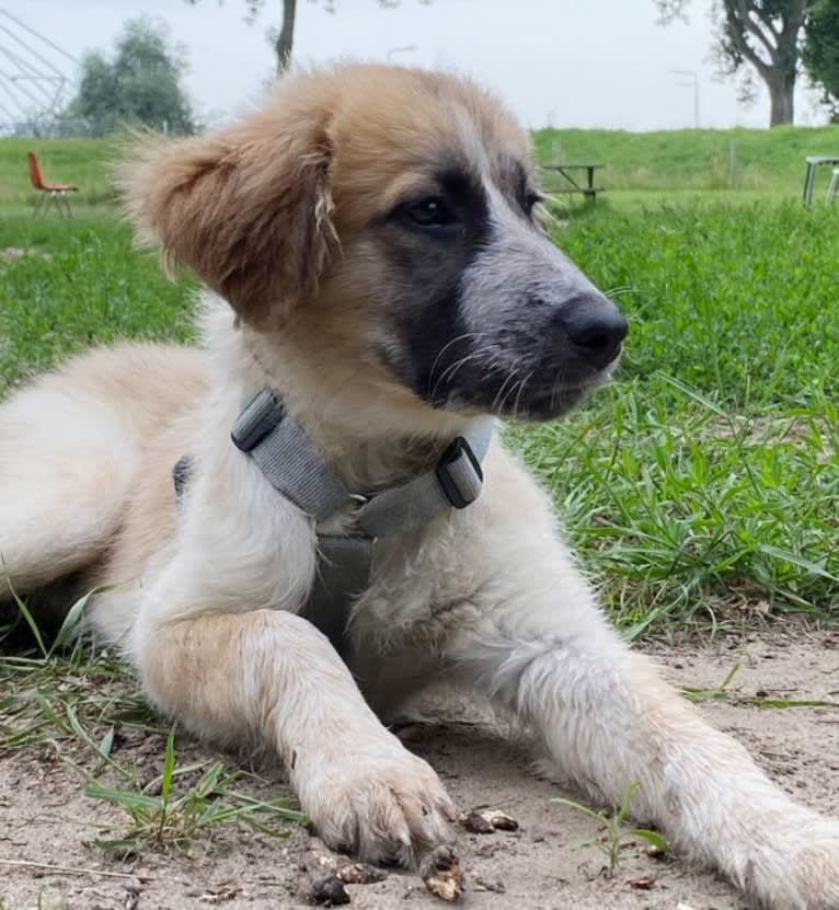 Mika, a West Asian Village Dog tested with EmbarkVet.com