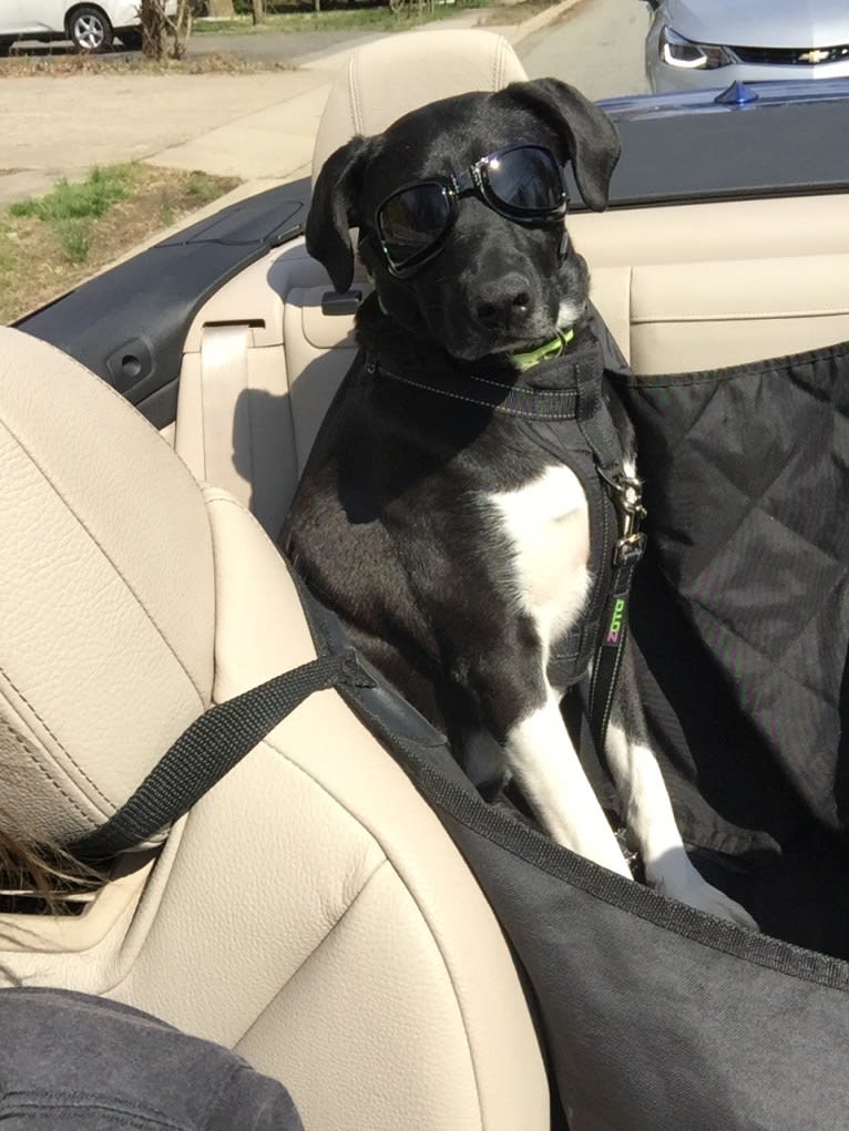 Max, a Staffordshire Terrier and Rottweiler mix tested with EmbarkVet.com