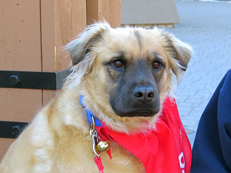 Yukon, a Labrador Retriever and American Staffordshire Terrier mix tested with EmbarkVet.com
