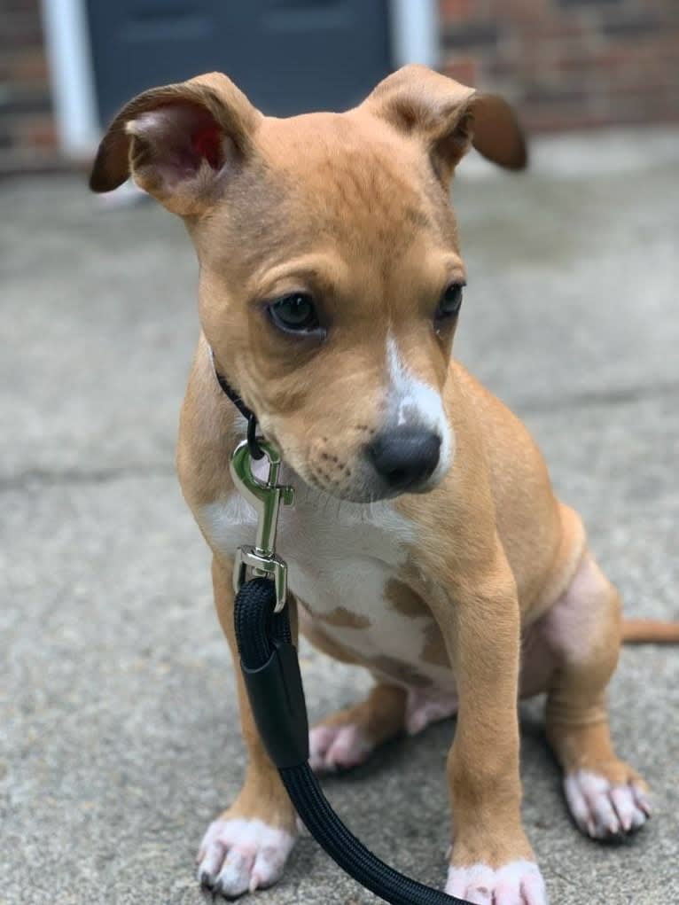 Photo of Chase, an American Pit Bull Terrier, American Staffordshire Terrier, Boxer, and Mixed mix in Atlanta, Georgia, USA