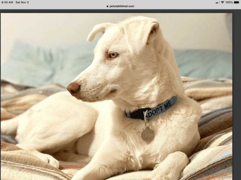 Fate, a Siberian Husky and Labrador Retriever mix tested with EmbarkVet.com
