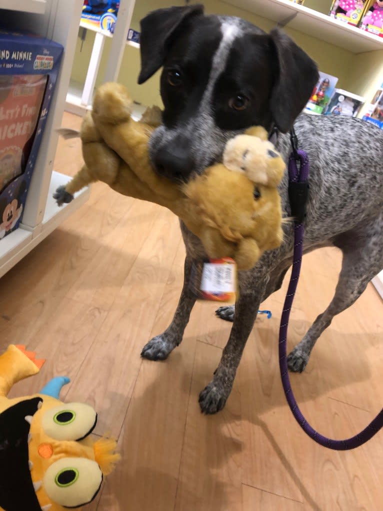 Joone, an Australian Cattle Dog and Chow Chow mix tested with EmbarkVet.com