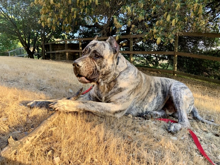 Koa, a Perro de Presa Canario tested with EmbarkVet.com