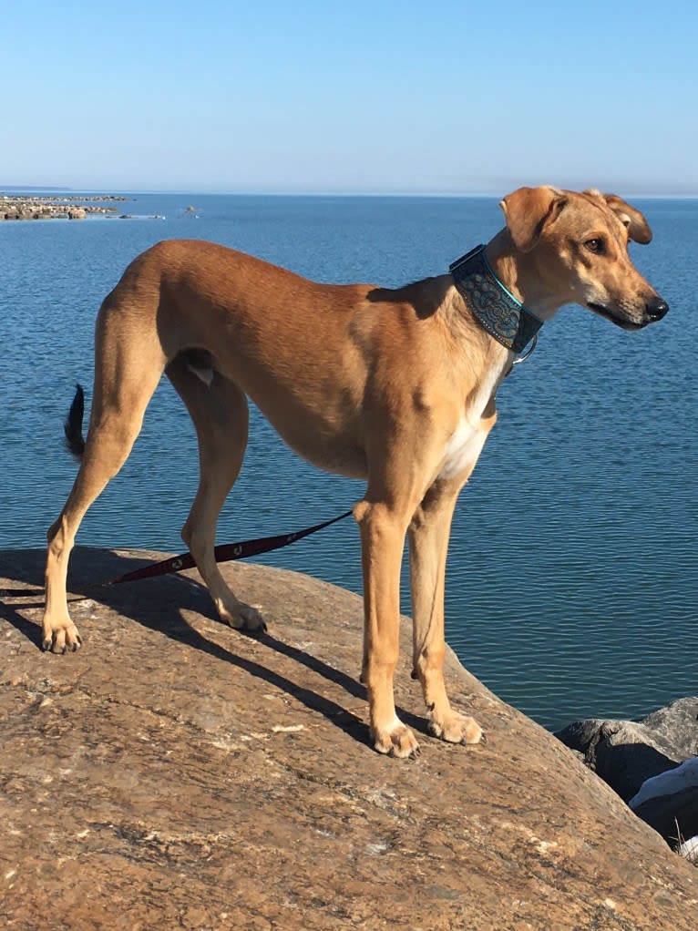 Helmut, an Arabian Village Dog tested with EmbarkVet.com