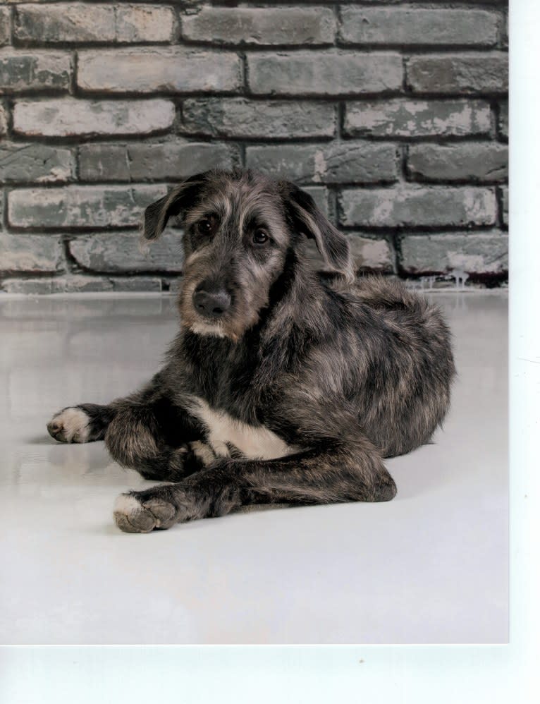 Tipper, an Irish Wolfhound tested with EmbarkVet.com