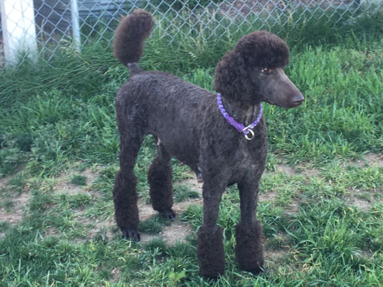 Reese, a Poodle (Standard) tested with EmbarkVet.com