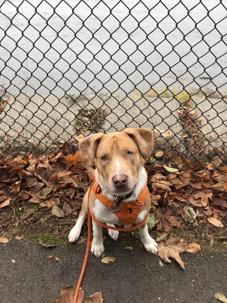 Huck, an American Pit Bull Terrier and American Staffordshire Terrier mix tested with EmbarkVet.com