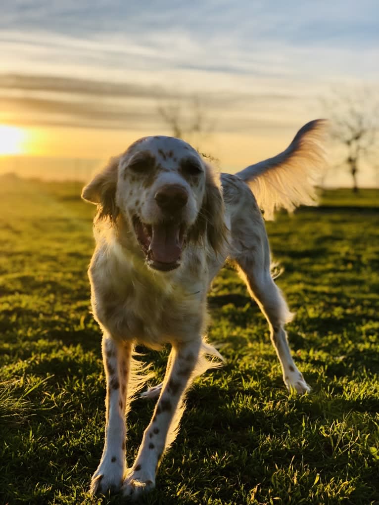 Argus, a Llewellin Setter tested with EmbarkVet.com