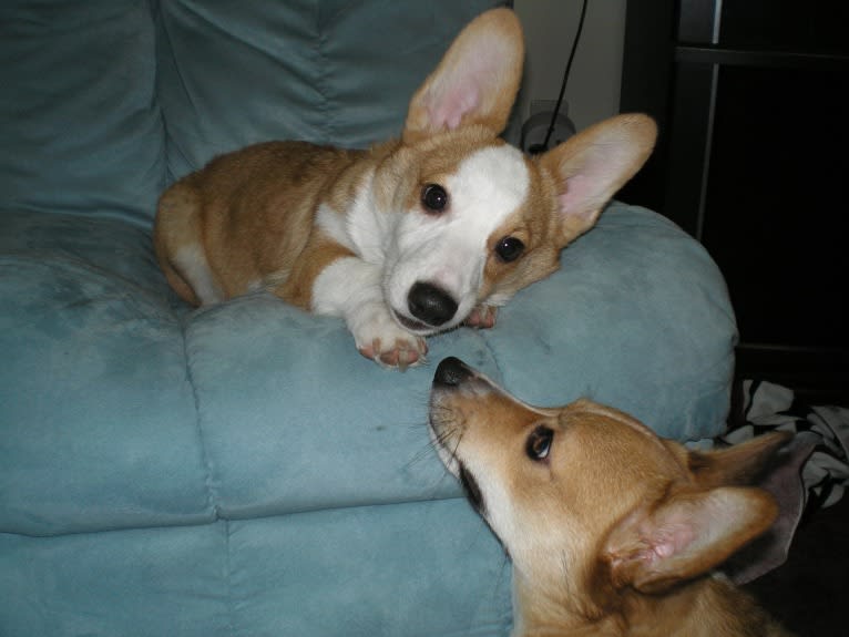 Clark, a Pembroke Welsh Corgi tested with EmbarkVet.com