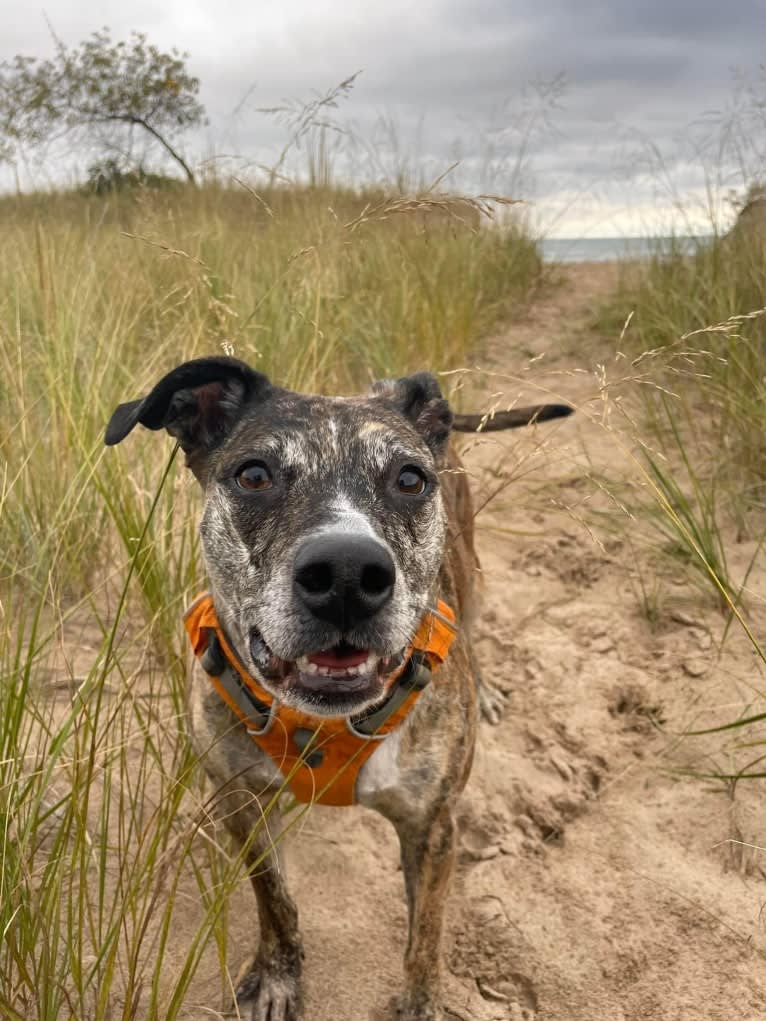 Quinn, an American Pit Bull Terrier and Australian Cattle Dog mix tested with EmbarkVet.com