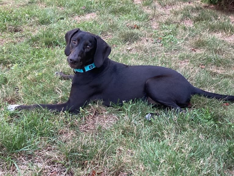 Poppy, a Doberman Pinscher and Weimaraner mix tested with EmbarkVet.com