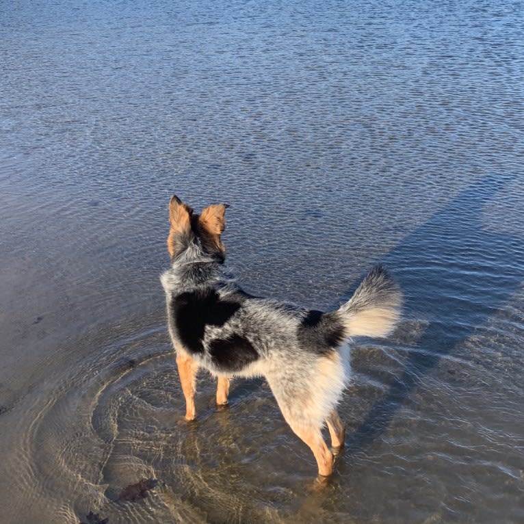 Joon, a Shetland Sheepdog and Australian Cattle Dog mix tested with EmbarkVet.com