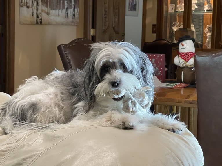 Winham’s “DollyBelle” of Rocky Mountain Cotons, a Coton de Tulear tested with EmbarkVet.com