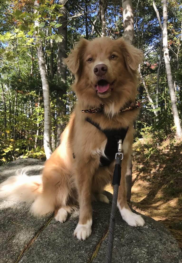 Kodiak, a Nova Scotia Duck Tolling Retriever tested with EmbarkVet.com