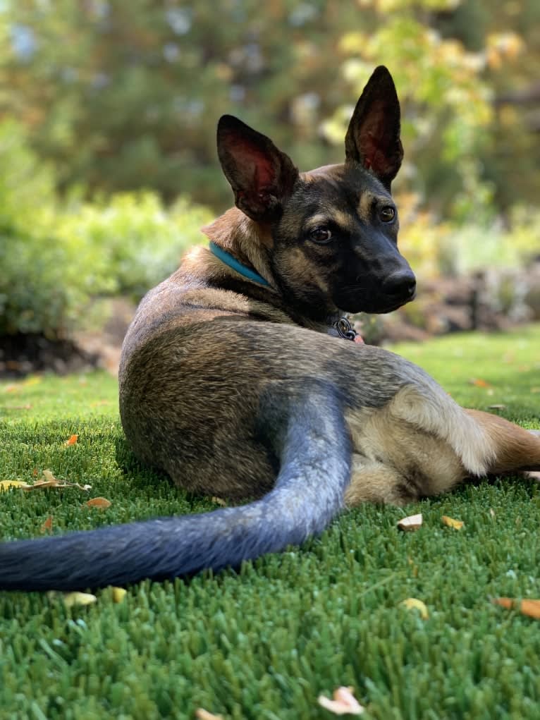 Pippa, a Formosan Mountain Dog tested with EmbarkVet.com