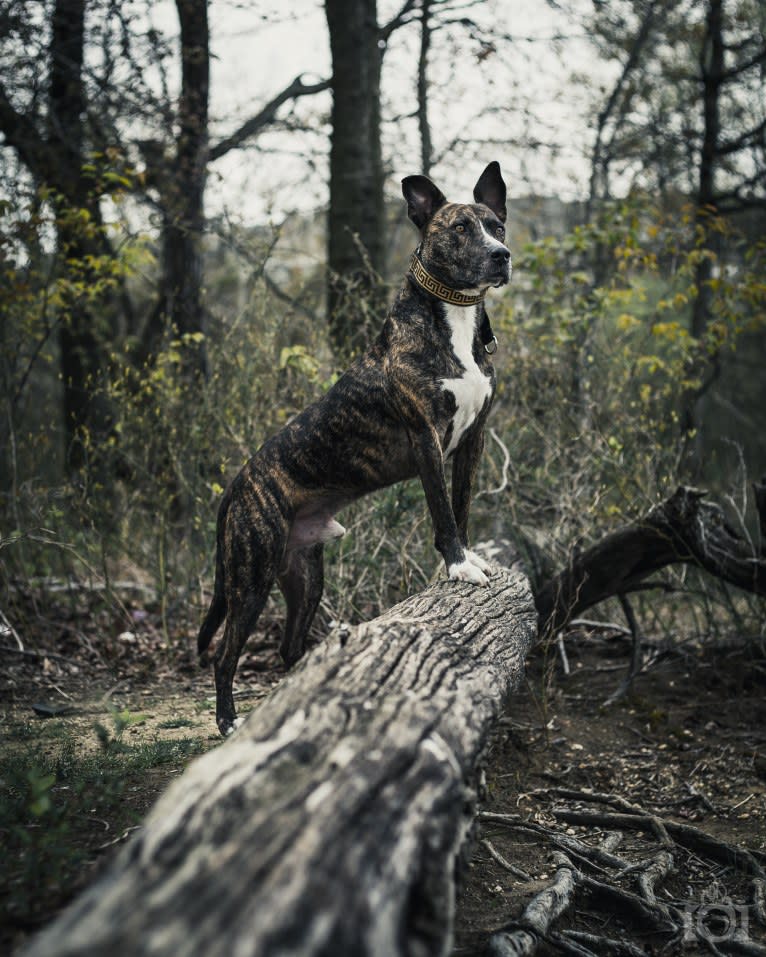 Kino, an American Pit Bull Terrier and American Staffordshire Terrier mix tested with EmbarkVet.com