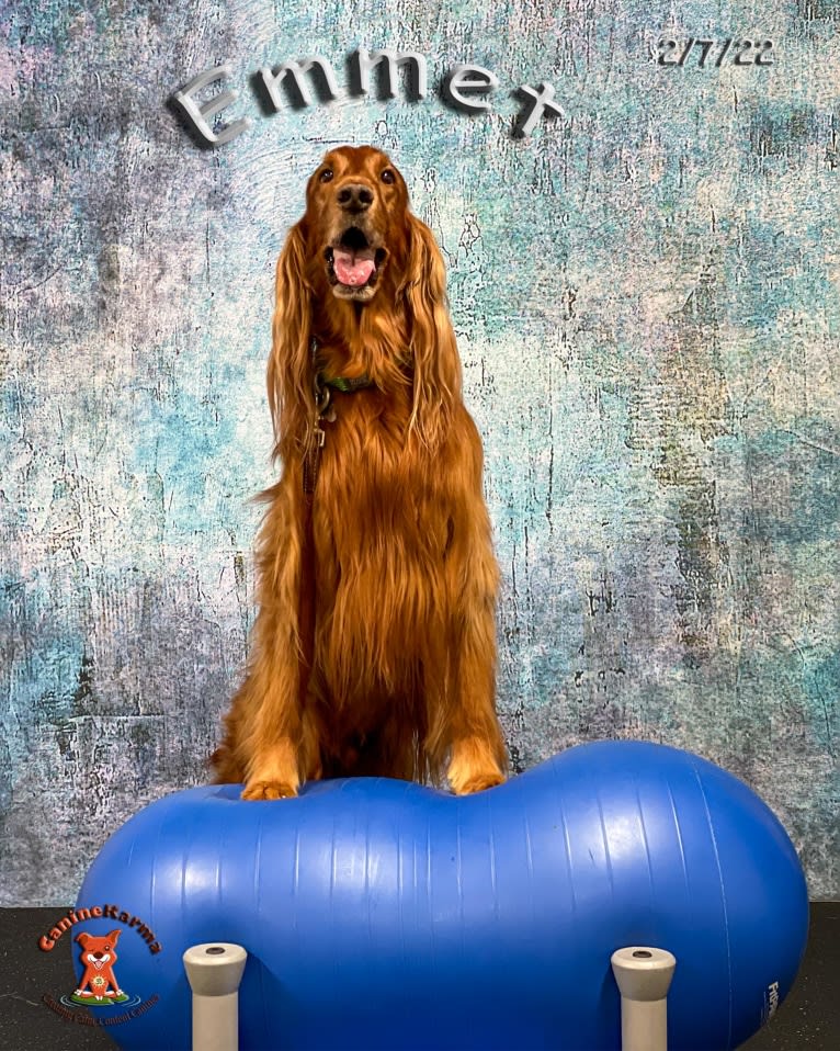 Emmet, an Irish Setter tested with EmbarkVet.com