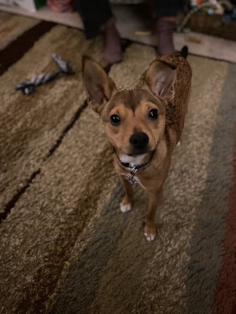 Marty, a Yorkshire Terrier and Chihuahua mix tested with EmbarkVet.com