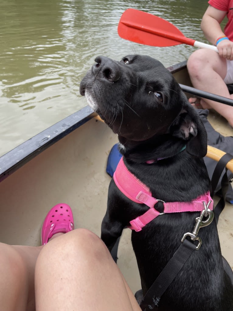 Aurora, an American Pit Bull Terrier and Labrador Retriever mix tested with EmbarkVet.com