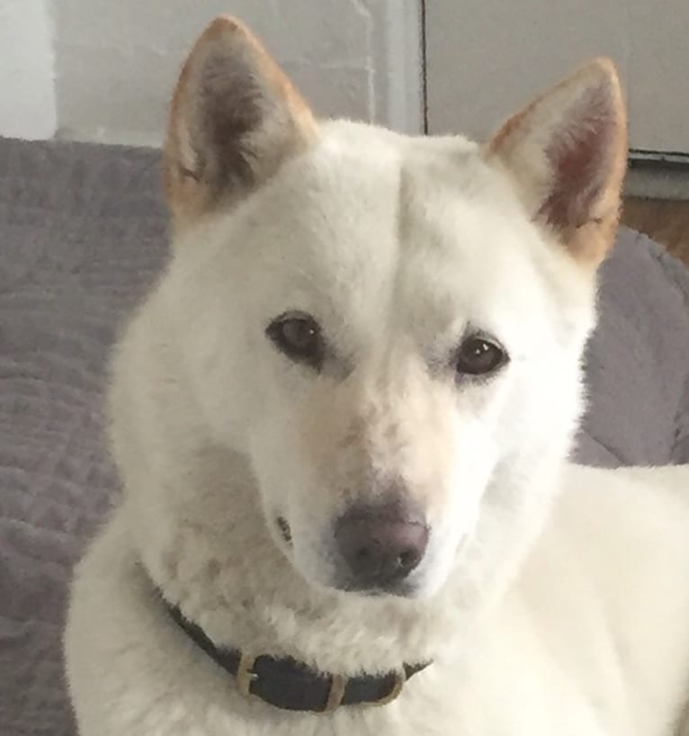 Char, a Jindo tested with EmbarkVet.com