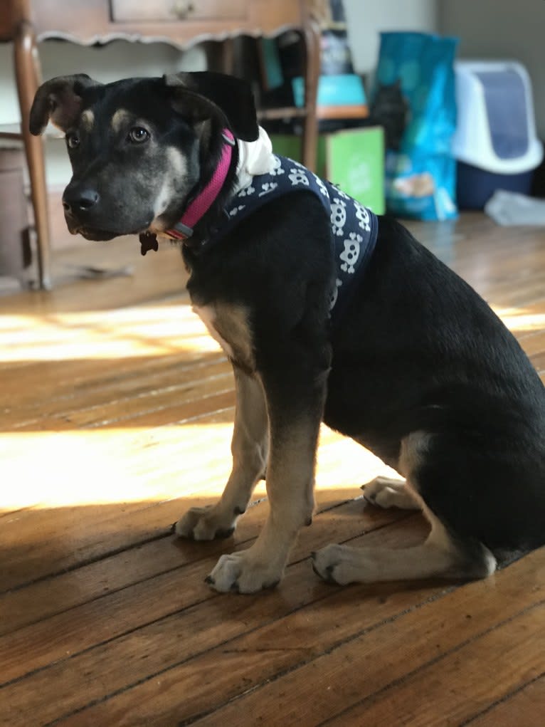 Ripley, a German Shepherd Dog and Great Pyrenees mix tested with EmbarkVet.com