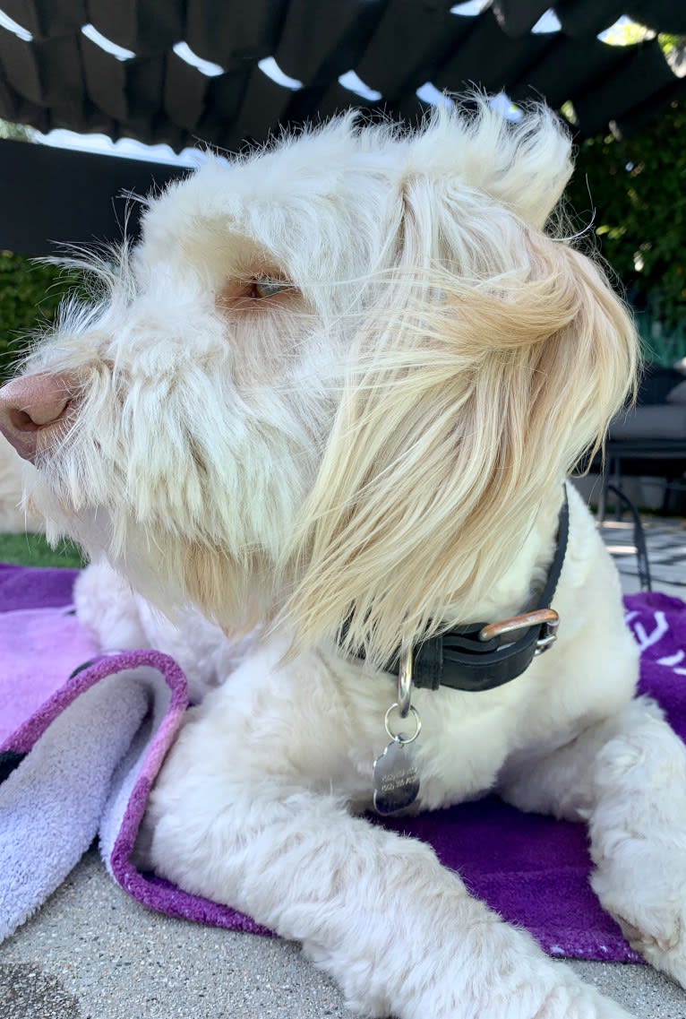 Toby-Joe, a Cocker Spaniel and Bichon Frise mix tested with EmbarkVet.com