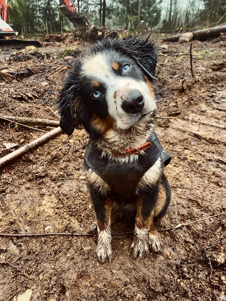 Oliver Webster, an Australian Shepherd tested with EmbarkVet.com