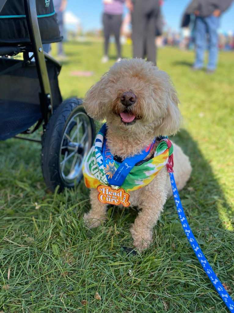 Cocomelon, a Poodle (Small) and Lhasa Apso mix tested with EmbarkVet.com