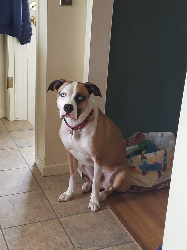 Blue, an American Pit Bull Terrier and American Bulldog mix tested with EmbarkVet.com