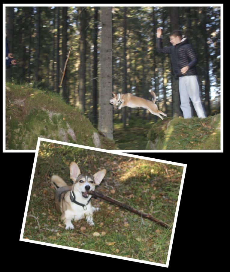 Bella, an Eastern European Village Dog tested with EmbarkVet.com