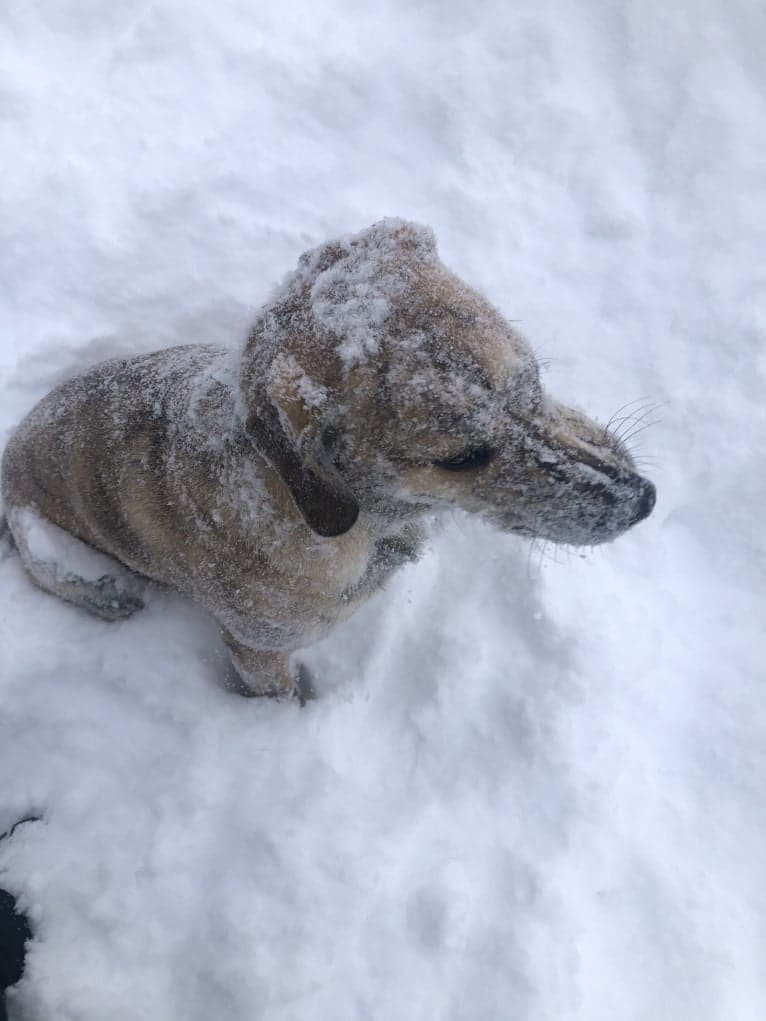 Simba, a Catahoula Leopard Dog and Chow Chow mix tested with EmbarkVet.com