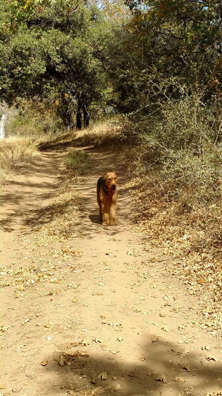 Kratos, an Airedale Terrier tested with EmbarkVet.com