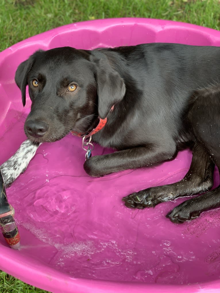 Guinness, a Labrador Retriever and Australian Cattle Dog mix tested with EmbarkVet.com