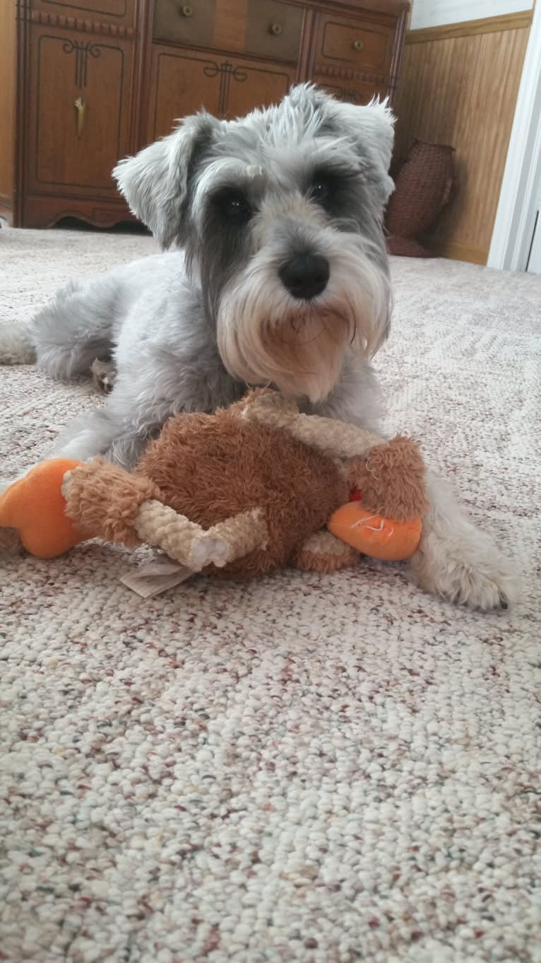 Schatzie, a Miniature Schnauzer tested with EmbarkVet.com