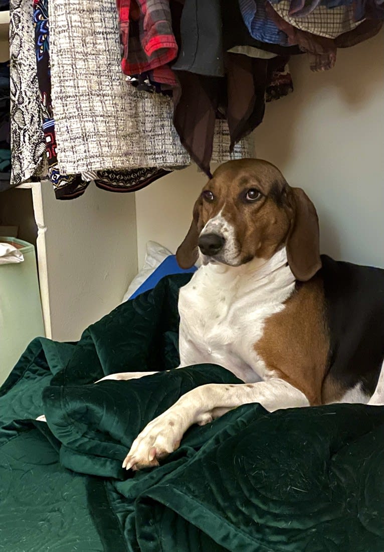 Roxy, a Treeing Walker Coonhound tested with EmbarkVet.com