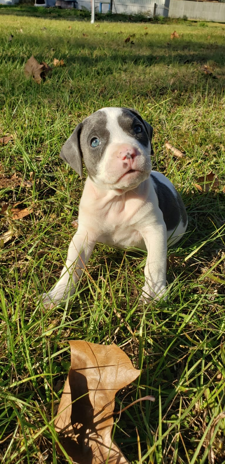 Cypress, an American Bully and American Pit Bull Terrier mix tested with EmbarkVet.com