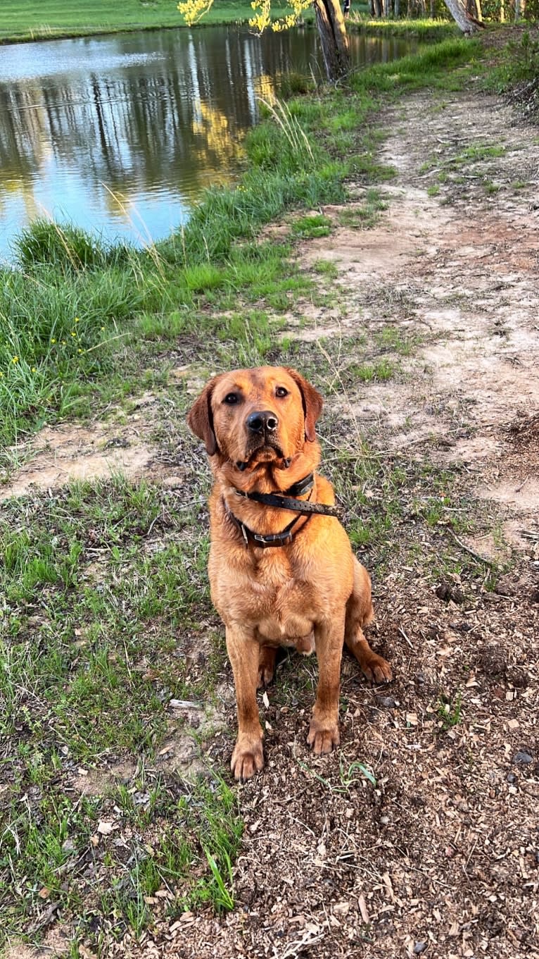 Rip, a Labrador Retriever tested with EmbarkVet.com