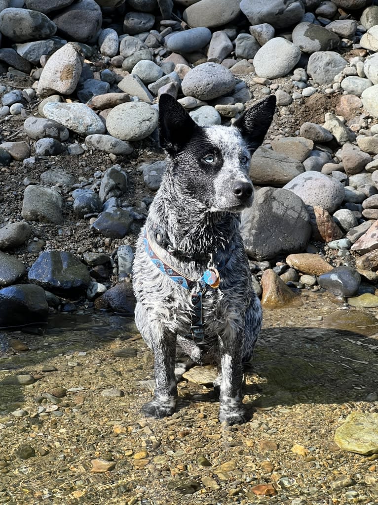 Monster X, an Australian Cattle Dog tested with EmbarkVet.com