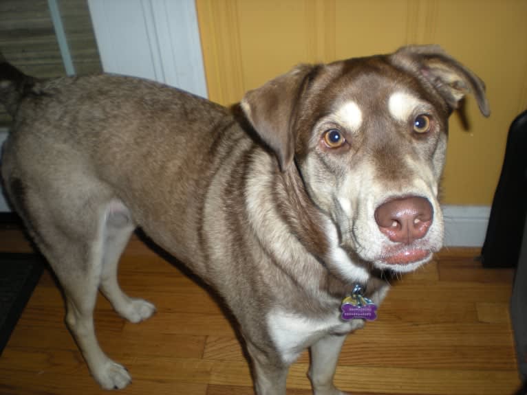 Chu, a Labrador Retriever and Siberian Husky mix tested with EmbarkVet.com