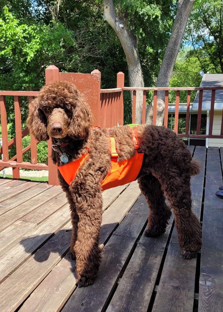 Dewy, a Poodle (Standard) tested with EmbarkVet.com