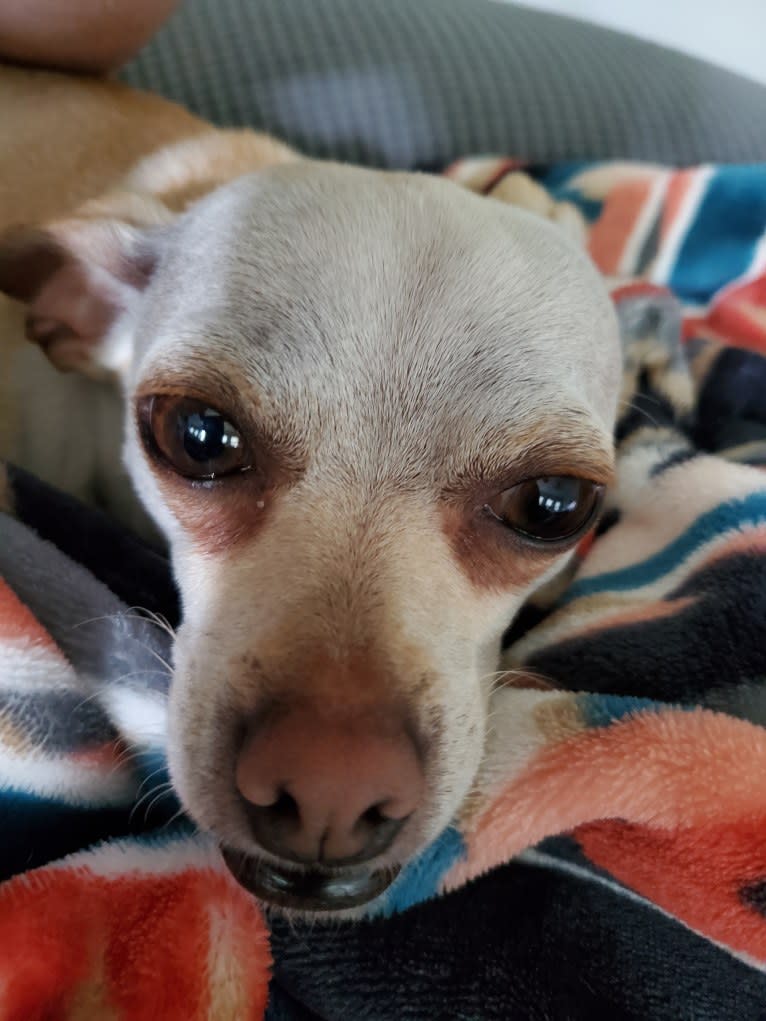 Panilla, a Chihuahua (12.9% unresolved) tested with EmbarkVet.com