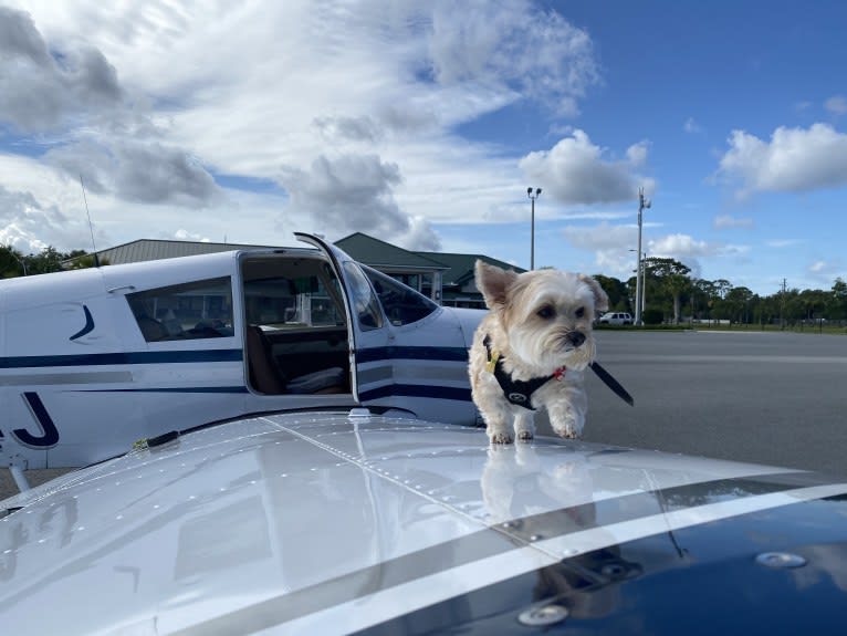 Bulgogi, a Morkie tested with EmbarkVet.com