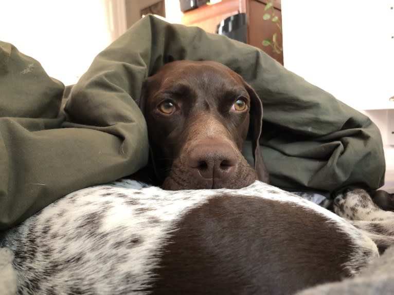 Juniper, a German Shorthaired Pointer tested with EmbarkVet.com