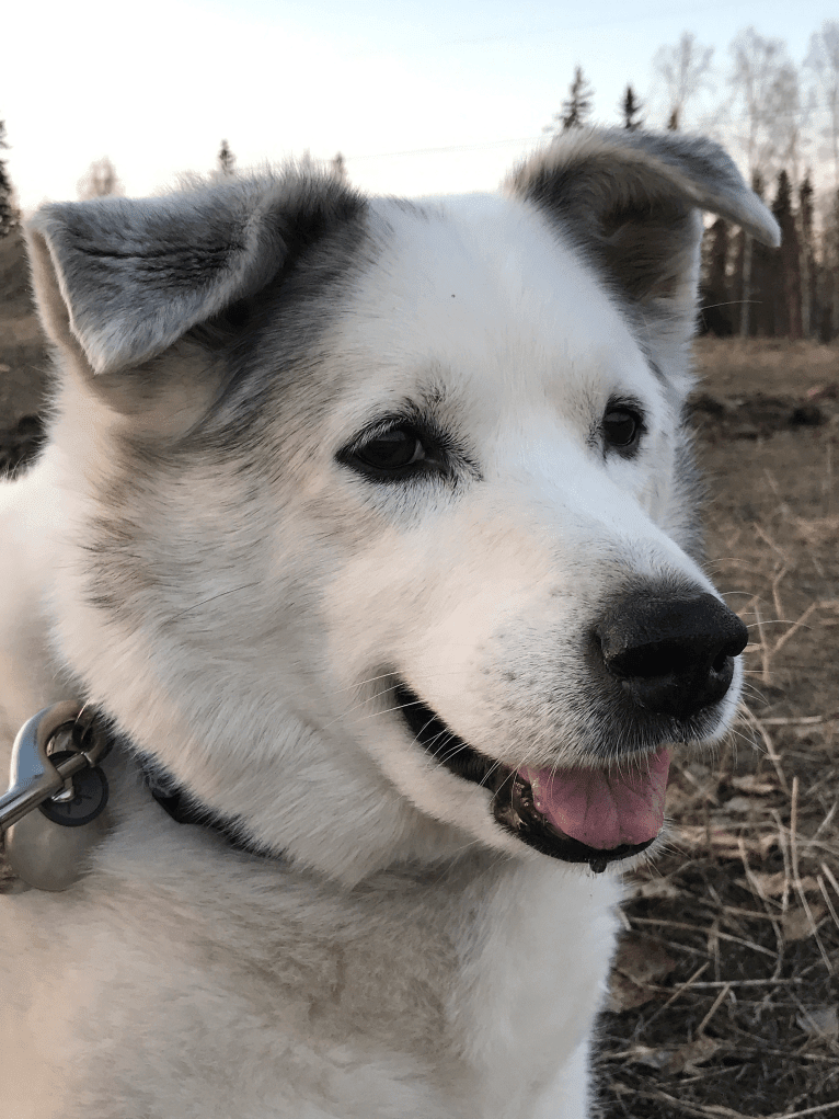 Buddy, an American Eskimo Dog and Norwegian Elkhound mix tested with EmbarkVet.com