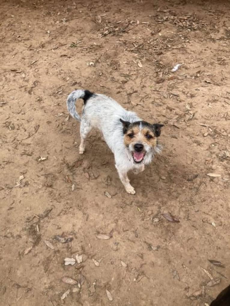 Juniper, a Chihuahua and Russell-type Terrier mix tested with EmbarkVet.com