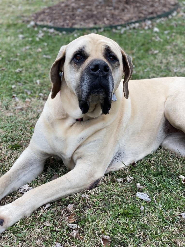 Luna, a Mastiff tested with EmbarkVet.com