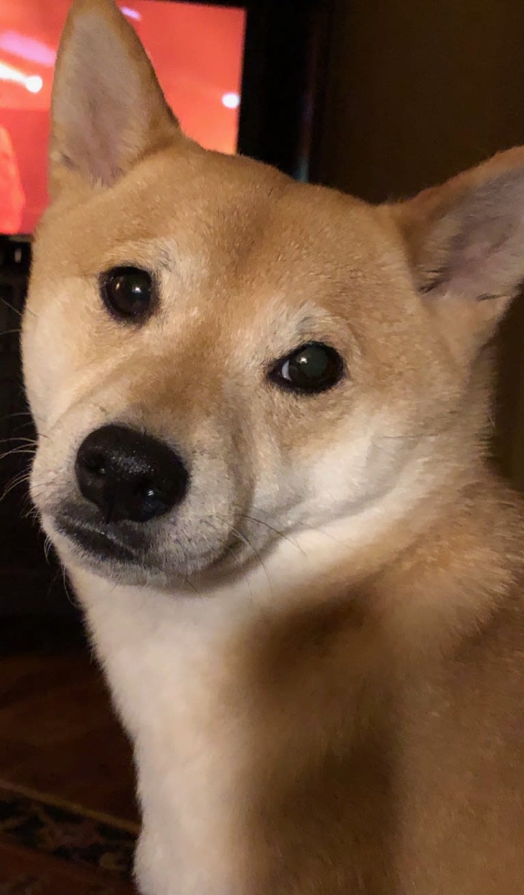 Cymba, a Shiba Inu tested with EmbarkVet.com