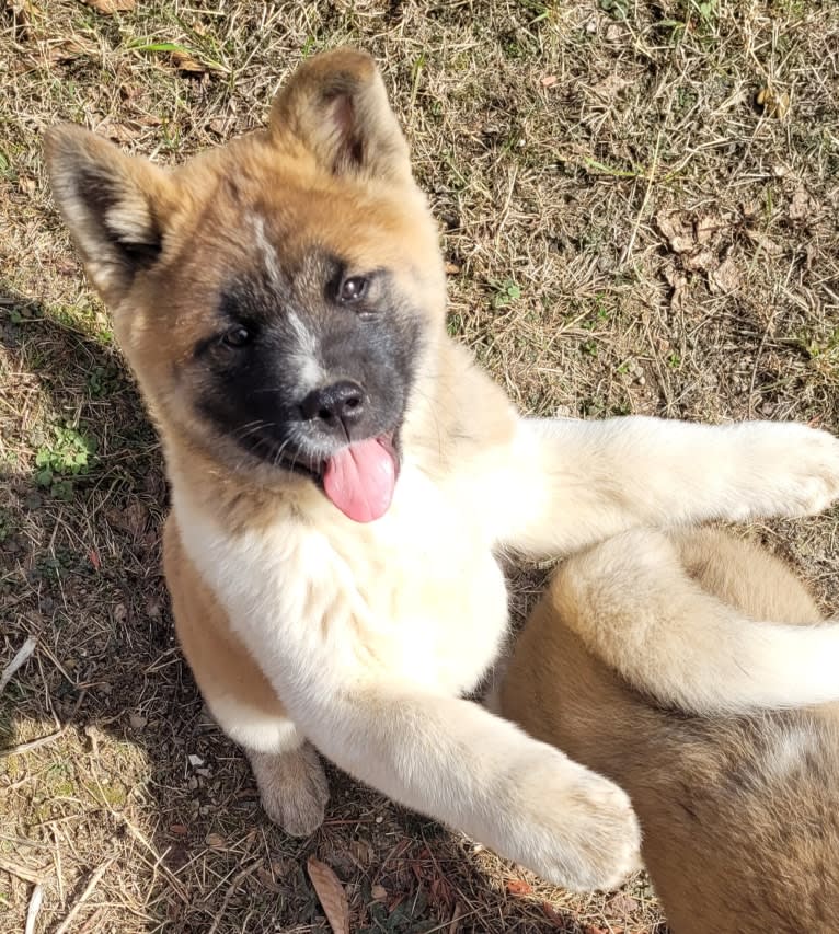 Geena, an Akita tested with EmbarkVet.com